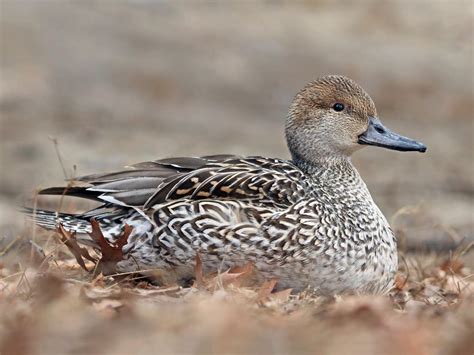 Duck Duck, GOOSE! | OVERVIEW of WATER FOWL | birdingbnb