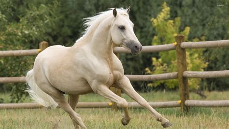 Running Horse Images Hd ~ Horse Running Wallpaper Background Hd ...