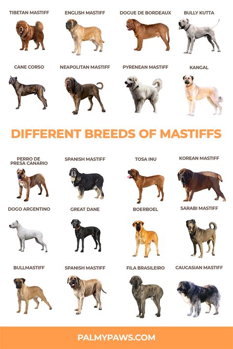 Pin on Dog Breeds