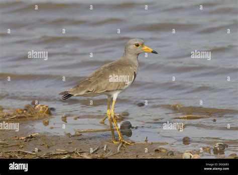 Grey-headed Lapwing (Vanellus cinereus) adult breeding plumage standing ...