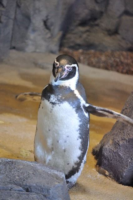 Penguin Kansas City Zoo | Flickr - Photo Sharing!