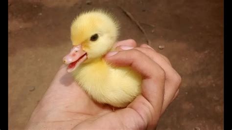 Cute Duckling - A Funny Duck Videos Compilation || NEW HD - YouTube