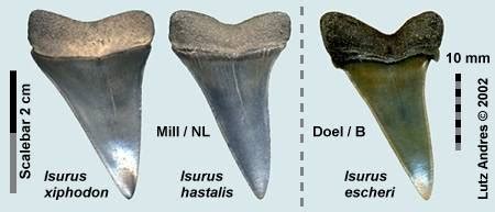 Isurus hastalis - Alchetron, The Free Social Encyclopedia