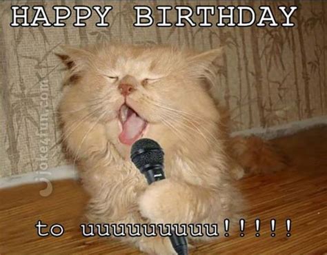 101 Funny Cat Happy Birthday Memes | Happy birthday funny cats, Cat ...