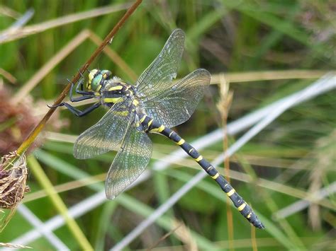 Linacre Blogger: Golden-ringed Dragonfly