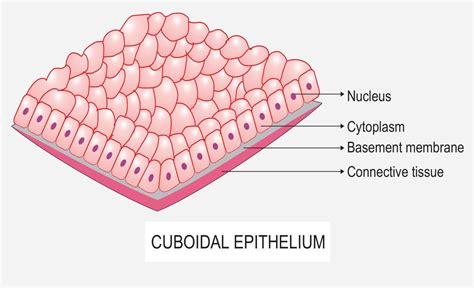 Simple Cuboidal Epithelium Labeled Diagram Wiring Diagram Niche | The ...