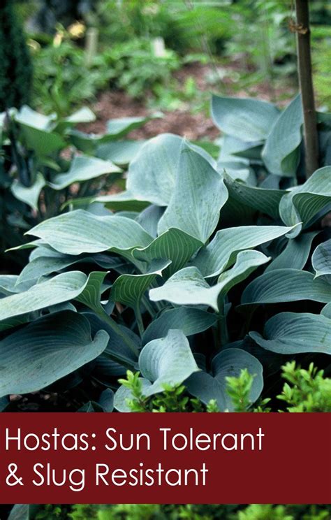 Hostas: Sun Tolerant and Slug Resistant - Florissa | Flowers & More