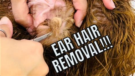 Ear Hair Being Removed from Dogs Ear!! Ear Hair Pull! 😣 OUCH, so much ...