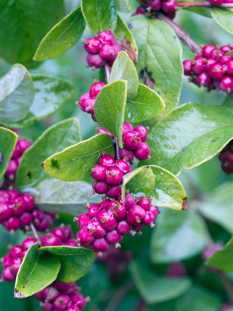 Symphoricarpos orbiculatus Coralberry | Garden Center Marketing