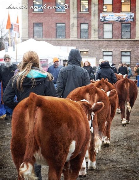 Hereford | Show cattle, Showing livestock, Show cows