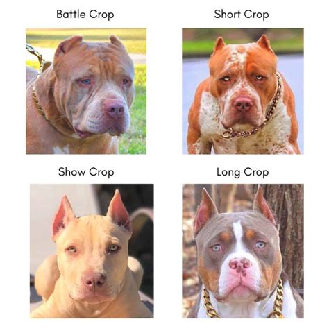 Pitbull Ear Cropping: Should You Crop Your Pitbull’s Ears?