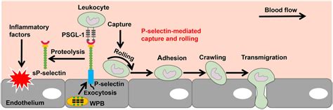 The role of P-selectin in inflammation. Leukocyte exudation involves ...