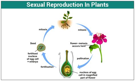 Sexual Reproduction In Plants Pollination Fertilization | Free Download ...