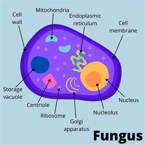 Fungal Cell Labeled