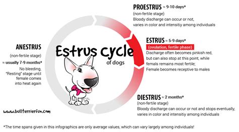 How Long Do Dogs Stay Pregnant? - PupHelp