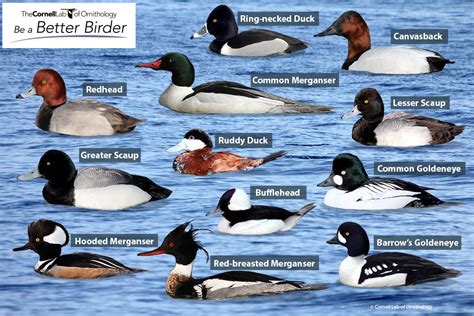 Learn Your Ducks With the Male Diving Ducks Puzzle | Bird Academy • The ...