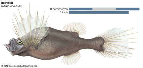 Fish - Reproduction, Spawning, Fertilization | Britannica