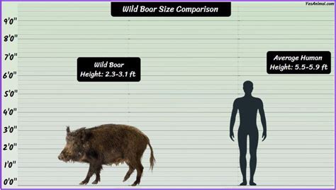 Wild Boar Size Explained: How Big Are They Comparison?