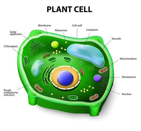 Plant cell anatomy stock vector. Illustration of cytoplasm - 43912193