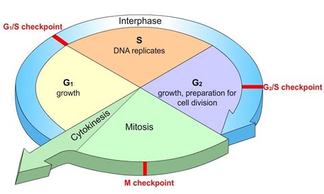 Cell Cycle Diagram With Checkpoints