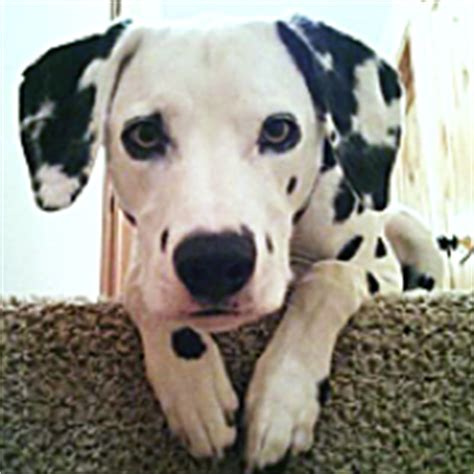 Dalmatian Rescue ― ADOPTIONS