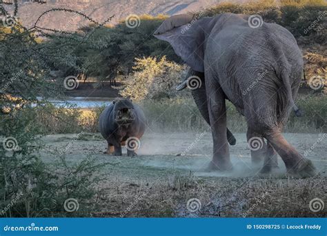 Hippo and Elephant Fighting Stock Image - Image of animal, african ...