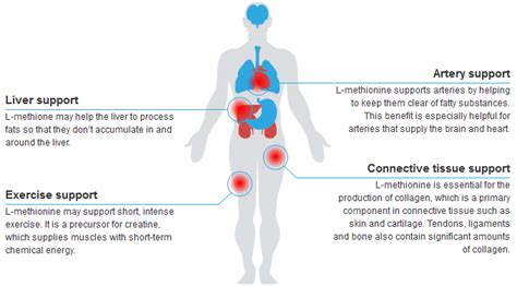 L-Methionine | Health Benefits and Uses of L-Methionine