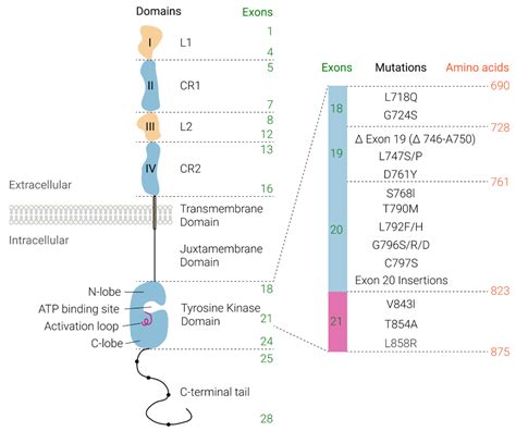 Cells | Free Full-Text | Epidermal Growth Factor Receptor Expression ...