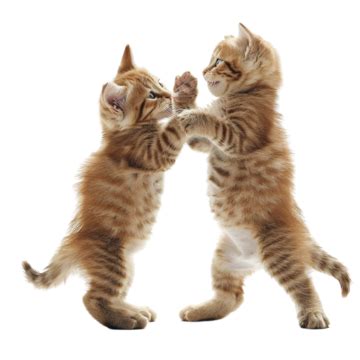 Cuteness Overload Two Kittens In Playful Mood, Kittens, Playing, Cats ...