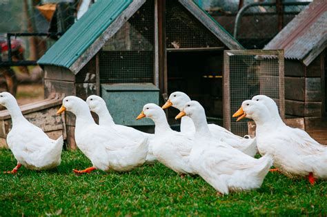 What Ducks Make the Best Pets?