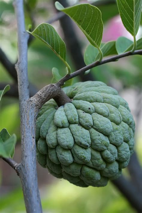 Annona squamosa - Wikipedia