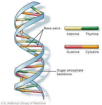 DNA - structure