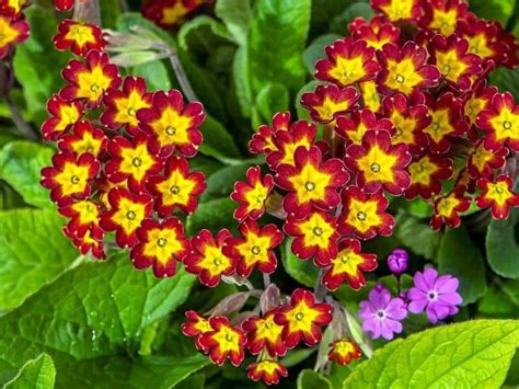 What Flowers Are Good for Shade - Back Gardener