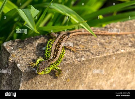 Spring, the month of May. Sand lizard, male in mating robe Stock Photo ...