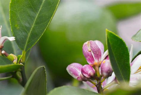 Growing Citrus with Capalaba Produce | Capalaba Produce