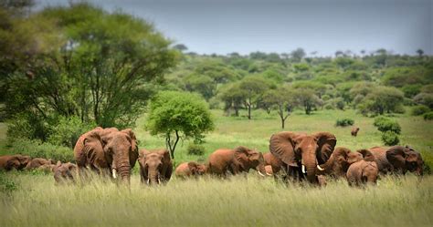 Serengeti National Park Wildlife Tour for 4 Days | Masai Mara Migration