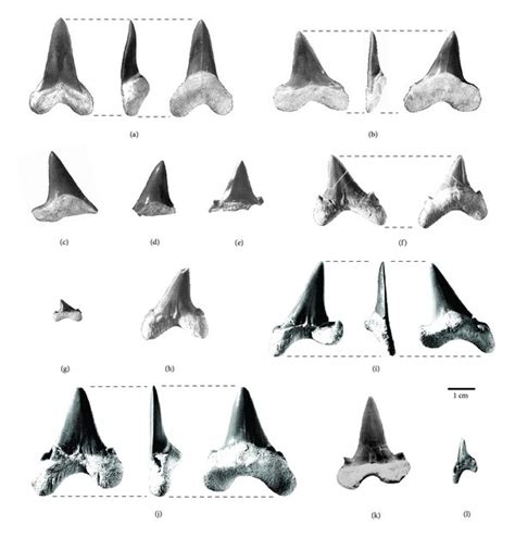 Teeth of Isurus from different sites of north-western Germany. (a ...