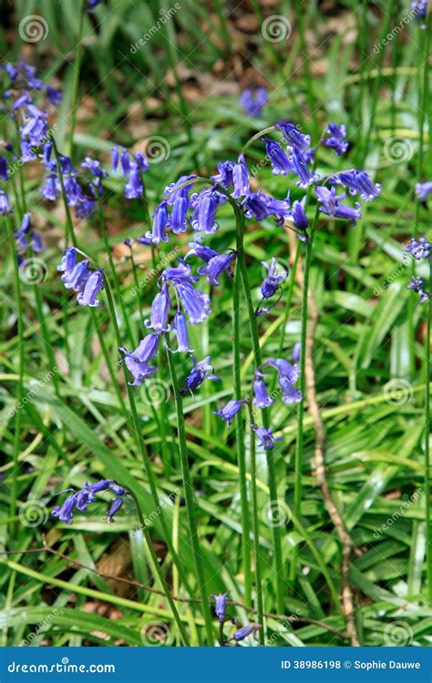 Bluebells Late April, Halle S Wood, Belgium Stock Photo - Image of ...