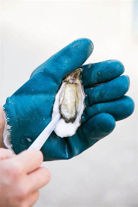 How to Shuck an Oyster | Goop | Shucking, Shucking oysters, Oysters