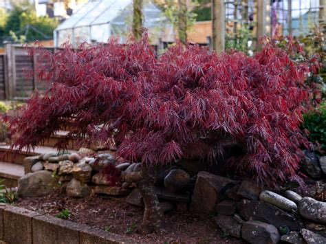 Learn About Japanese Weeping Maples - How To Grow A Japanese Weeping ...