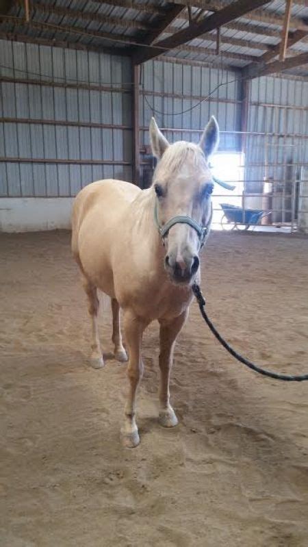 American Quarter Horse for Sale in Colorado: Danyella Boom. Palomino ...