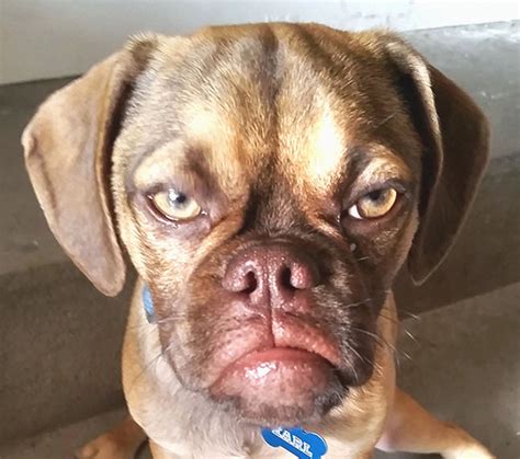 15 Dogs With Facial Expressions That Look So Human, It’s Hilarious