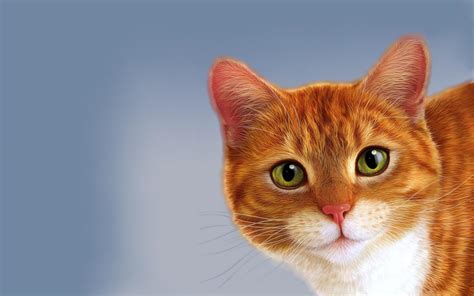 Orange Cat Wallpapers - Top Free Orange Cat Backgrounds - WallpaperAccess