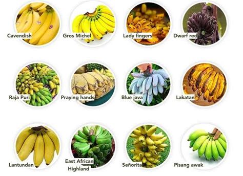 Types of Bananas