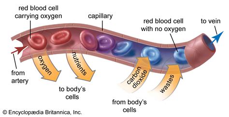 Red blood cell | Definition, Functions, & Facts | Britannica