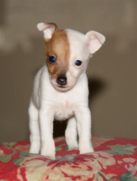 Providence Puppies: NEW Pictures~Toy Fox Terrier puppies