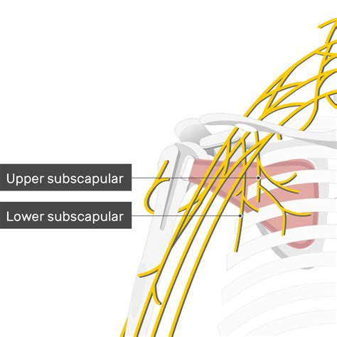 Subscapular Nerve Innervation