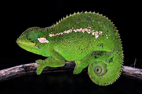 Spiny new chameleon species described from Bale Mountains of Ethiopia