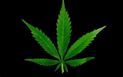 Marijuana Leaf Wallpapers HD - Wallpaper Cave