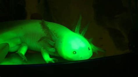 Connecticut College Chemistry: Genetically Modified Glowing Axolotls ...